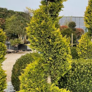 teynham landscaping, kent, south east, garden maintenance, commercial maintenance,